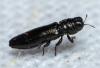 Aphanisticus emarginatus